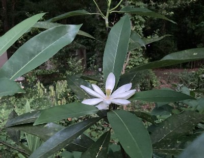 Hybrid Magnolia (M. virginiana x M. grandiflora)